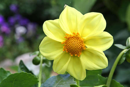 Yellow dahlia flower in the gardenの写真素材