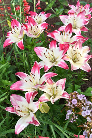 Multicolored pink and white lilies in the gardenの写真素材