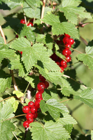 Red Currant hanging on a bushの写真素材