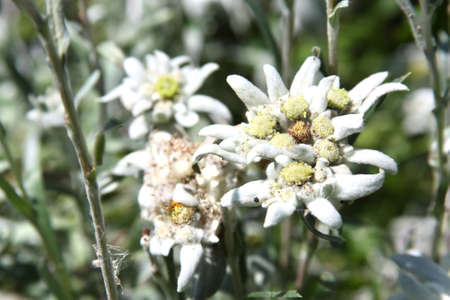 Rare alpine flower - Edelweiss or Leontopodium alpinumの写真素材