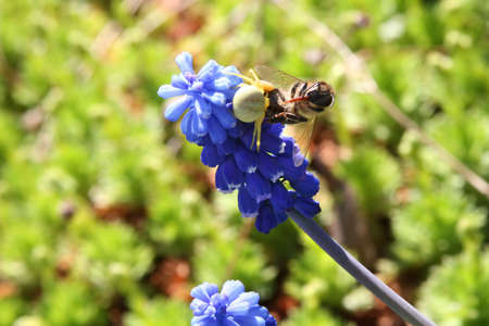 Yellow crab spider with prey on hyacinth flowerの写真素材
