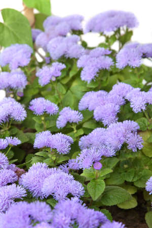 Ageratum blossom. Isolated on white, shallow DOFの写真素材