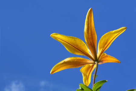 Yellow lily against the background of blue skyの写真素材