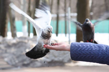 Doves feeding and balancing on woman's handの写真素材