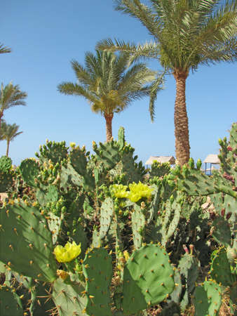 Flowering prickly pear under the palm treesの写真素材