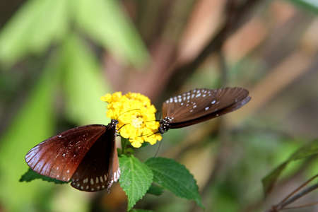 Tropical butterflies in the jungle in Thailandの写真素材