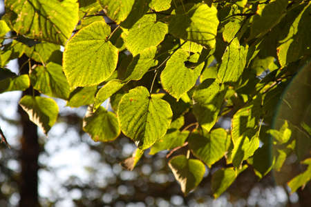 Linden leaves background
