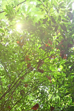 Morning sun shines through fresh leavesの写真素材
