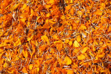 Full frame background of dried marigold flowers (tagetes)の写真素材