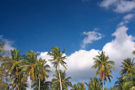 Coconut palms on the beach in Thailand