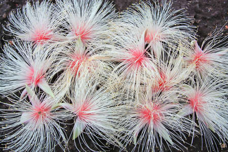 Full frame background of pink exotic flowers - Barringtonia racemosaの写真素材