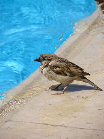 Little sparrow on the edge of swimming poolの写真素材