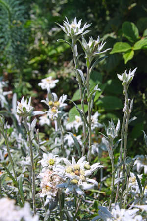 Rare alpine flower - Edelweiss or Leontopodium alpinumの写真素材
