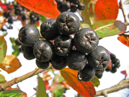 Branch of black chokeberry (Aronia melanocarpa)の写真素材