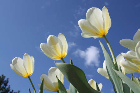 Spring flowers - white tulips on the background of sky. Purissima varietyの写真素材