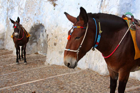 Donkeys at the Old Port, Santorini, Greeceの写真素材