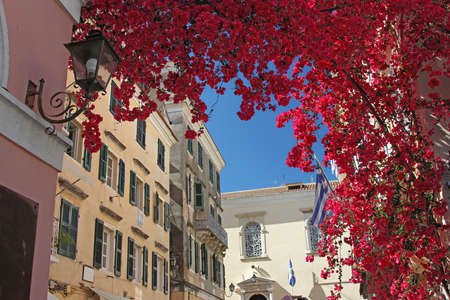Colorful street in old town of Kerkyra with bright bougainvillea bloom above the passage  Corfu, Greeceの写真素材