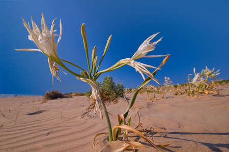 White lily growing on a beach in Greeceの写真素材