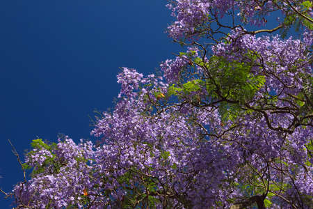 Blooming jacaranda  tree on the backround of sky