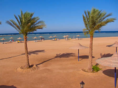 Palm trees on a beachの写真素材
