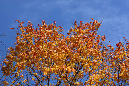 Yellow fall foliage on the background of blue sky