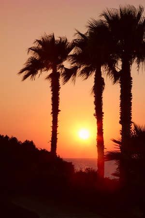 Sunset over the sea with silhouettes of palm treesの写真素材