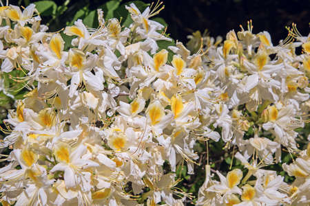 A bush of blooming white and yellow rhododendronの写真素材