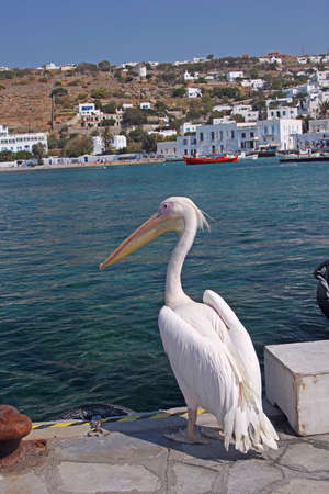 The famous pelican Petros  He is the unofficial mascot of Mykonos, Greece  の写真素材
