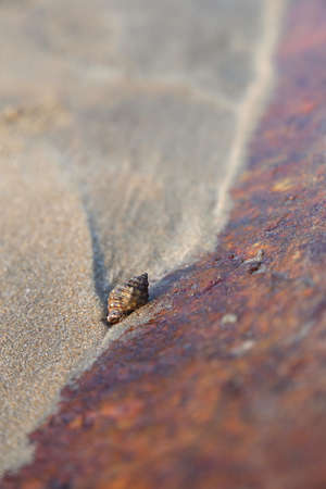 A small conch shell on tropical beach  Shallow depth of field