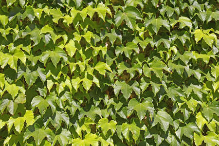 Ivy growing up a wall. Suitable for backgrounds