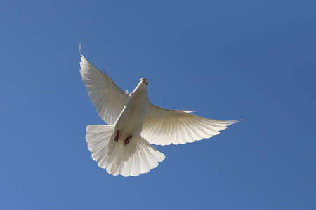 Free flying white dove on the background of blue skyの写真素材