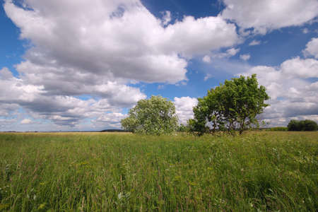 Rural landscape with a field and trees