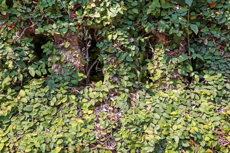 Clambering plant growing up a wall. Suitable for backgroundsの写真素材