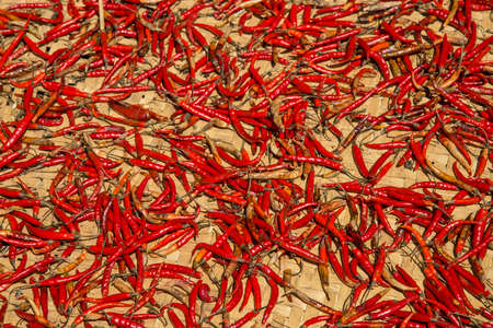 Full frame background of red hot chilli peppers drying on a bamboo matの写真素材