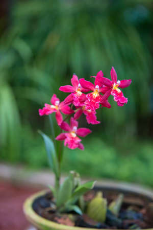 Beautiful orchid flowers in a garden. Shallow depth of fieldの写真素材