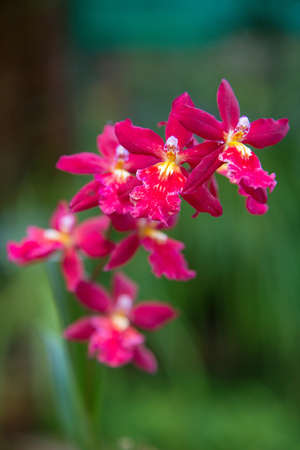 Beautiful orchid flowers in a garden. Shallow depth of fieldの写真素材