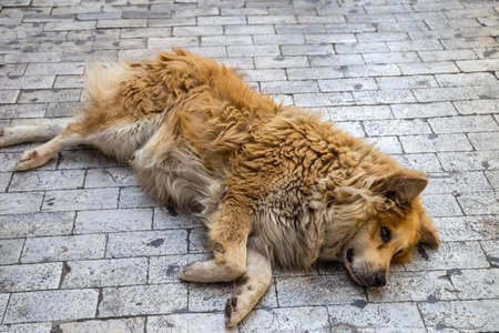 Red stray dog in Athensの写真素材