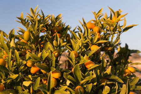 Ripe kumquats on a tree. Sunny day in Italyの写真素材