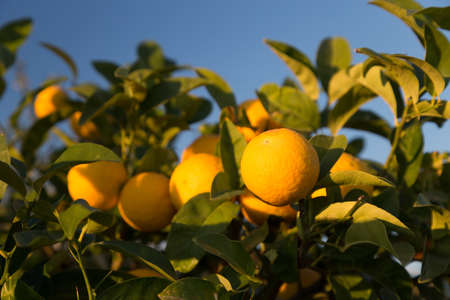 Ripe oranges on a tree. Sunny day in Italy