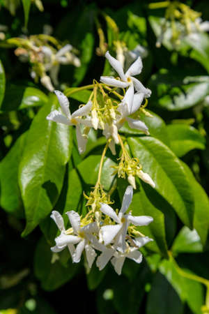Blooming jasmine bush in a garden