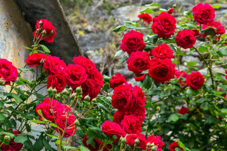Red roses in a gardenの写真素材