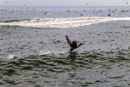 Cormorant taking off from the water, Islas Ballestas, Peruの写真素材