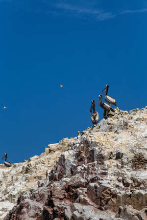 Pelicans standing on rocks, Islas Ballestas, Peruの写真素材