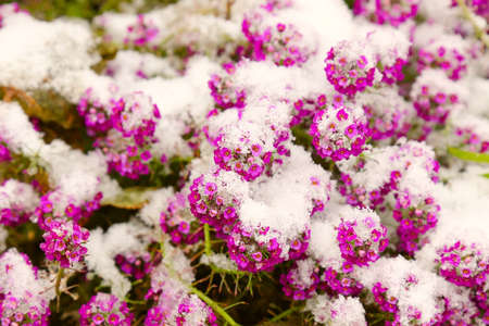 Small pink flowers under the fresh snowの写真素材