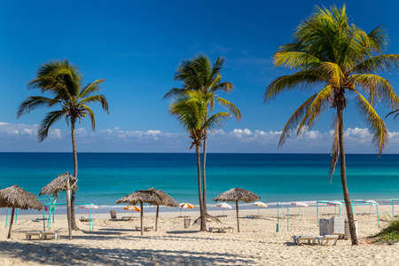 Palm trees on a paradise beach. Cuba, the Caribbeanの写真素材