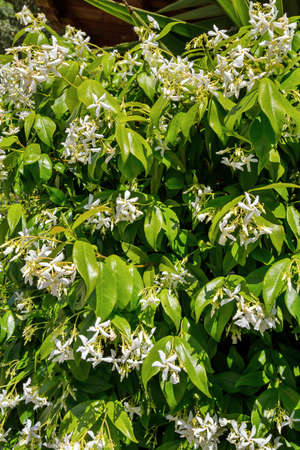 Blooming jasmine bush in a gardenの写真素材