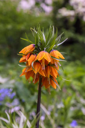 Spring flowers in a garden. Fritillaria also known as snake's headの写真素材