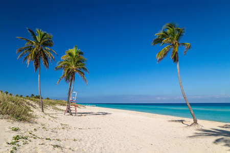 Palm trees on a paradise beach. Cuba, the Caribbeanの写真素材