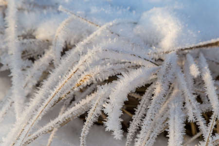 Dry plants covered with hoarfrost shining in the sun. Winter background