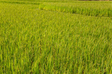 Full frame backgound of rice ripening in a paddy. Shallow depth of fieldの写真素材